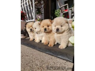 Chow chow - cau cau