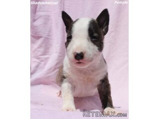 Mini Bull Terijer prelepi štenci