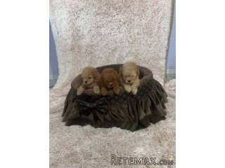 Toy pudle, prelepe, ekstra malog rasta
