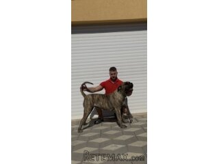Presa Canario ženka