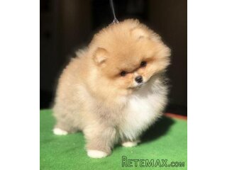 Pomeranski špic,Pomeranac,Pomeranian,Boo štenci