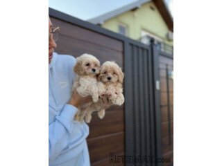 Maltipoo vrhunske genetike
