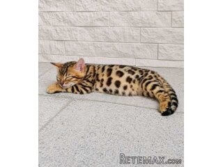 MMaestro_bengal macici